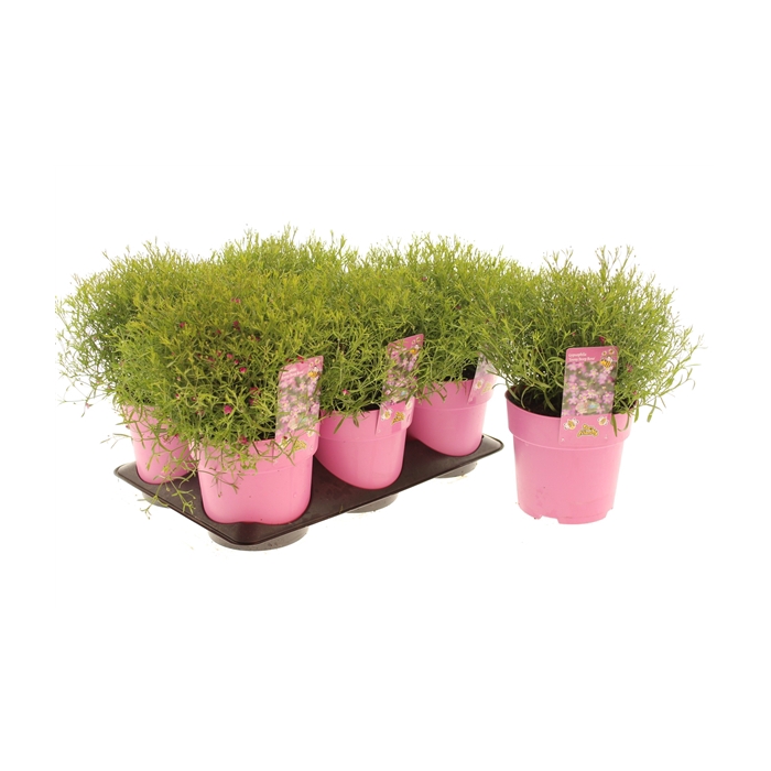 <h4>Gypsophyla Teeny Deep Rose</h4>