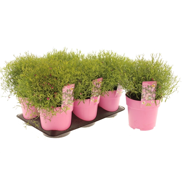 Gypsophyla Teeny Deep Rose