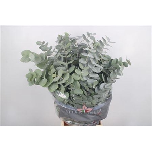 Euc Cinerea Per Bunch 200 Gram