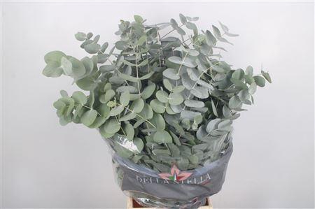 Euc Cinerea Per Bunch 200 Gram