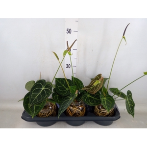 Anthurium clarinervium