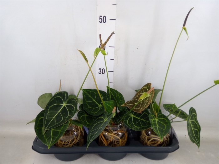 <h4>Anthurium clarinervium</h4>