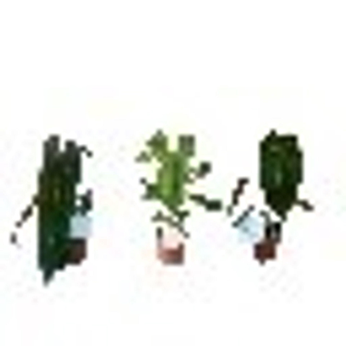 <h4>Anthurium blad</h4>