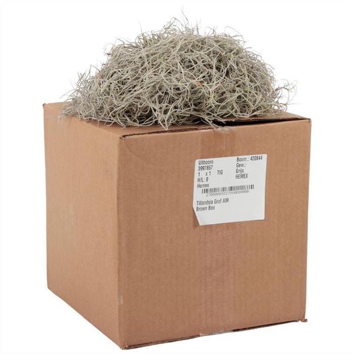 <h4>Tillandsia Grof</h4>