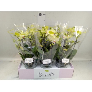 Phalaenopsis multi.   ...yellow