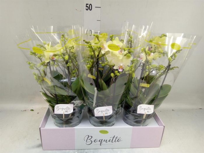 <h4>Phalaenopsis multi.   ...yellow</h4>