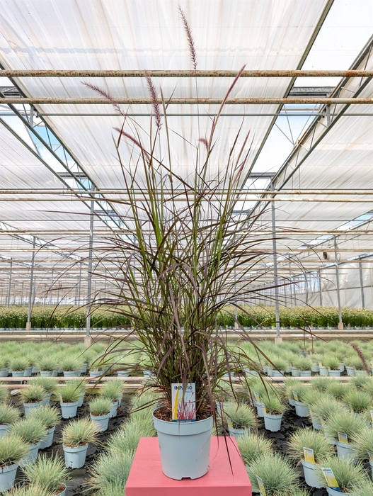 <h4>Pennisetum advena 'Rubrum'</h4>