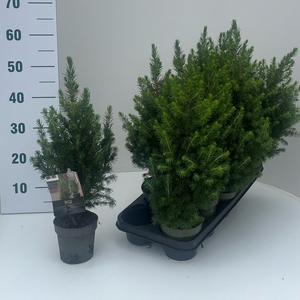 PICEA GL CONICA