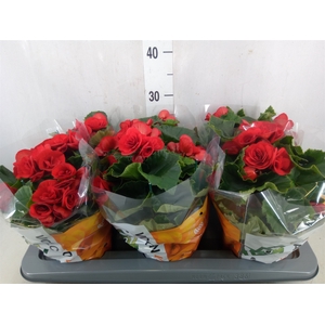Begonia elat. DU 'Baladin'