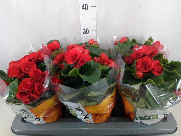 <h4>Begonia elat. DU 'Baladin'</h4>