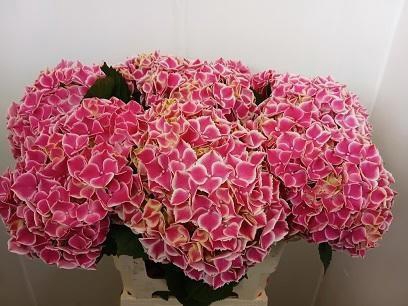 <h4>HYDR M MAG LINN</h4>