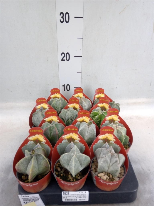 <h4>Cactus   ...</h4>