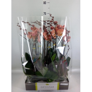 Phalaenopsis   ...orange