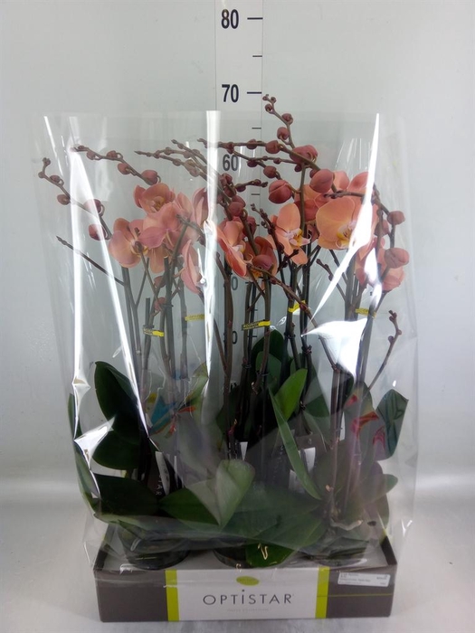 <h4>Phalaenopsis   ...orange</h4>