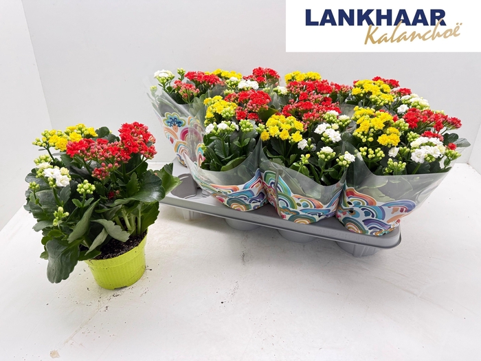 <h4>KAL GE GEM I POT</h4>