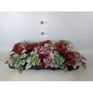 Hypoestes phyllo.   ...mix