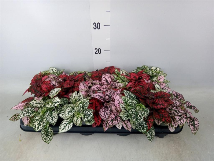 <h4>Hypoestes phyllo.   ...mix</h4>