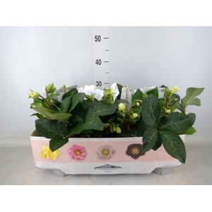 Helleborus  'Fkiss Mollys White'