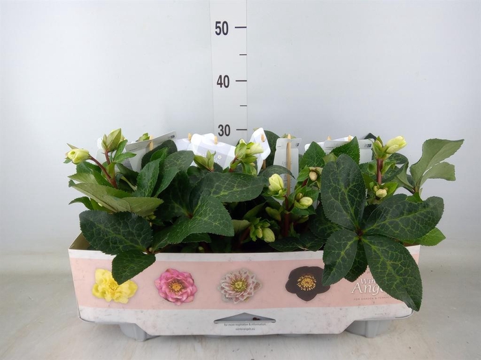 <h4>Helleborus 'Fkiss Mollys White'</h4>