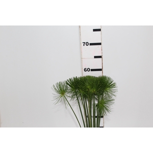 FOLHAGEM PAPIRUS MINI