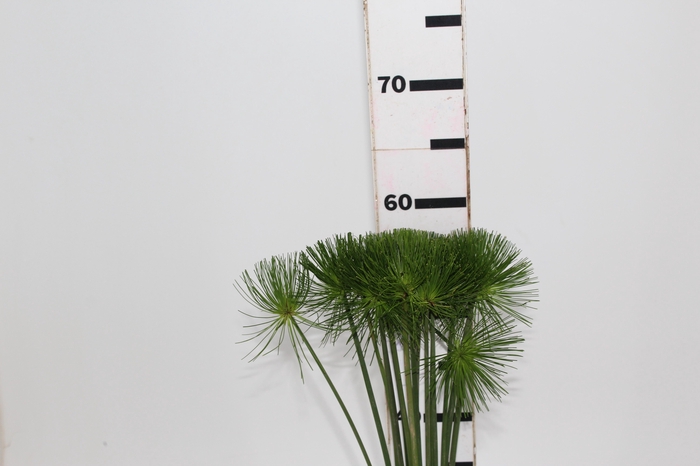 <h4>FOLHAGEM PAPIRUS MINI</h4>
