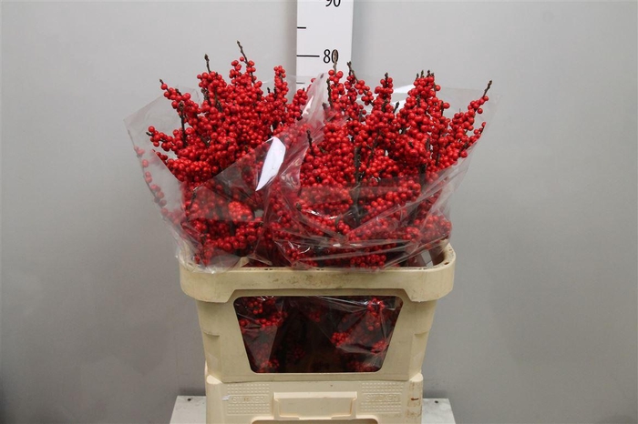 <h4>Ilex Ve Rode Bes</h4>