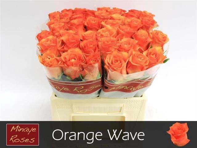 R GR ORANGE WAVE