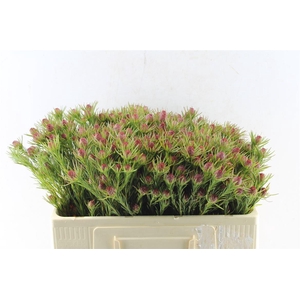 Leucad Jubilee Crown