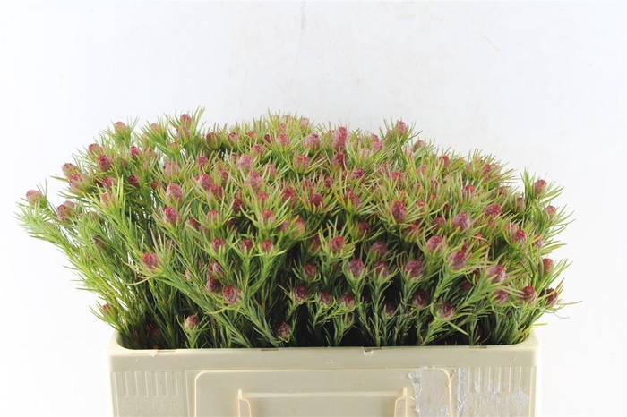 <h4>Leucad Jubilee Crown</h4>