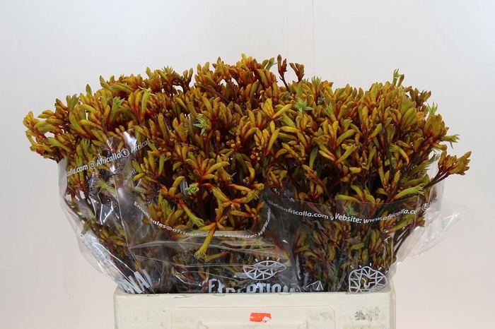 <h4>Anigozanthos Gold Fever</h4>