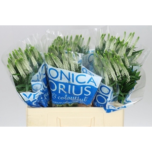 Veronica Smart Luna White X 25