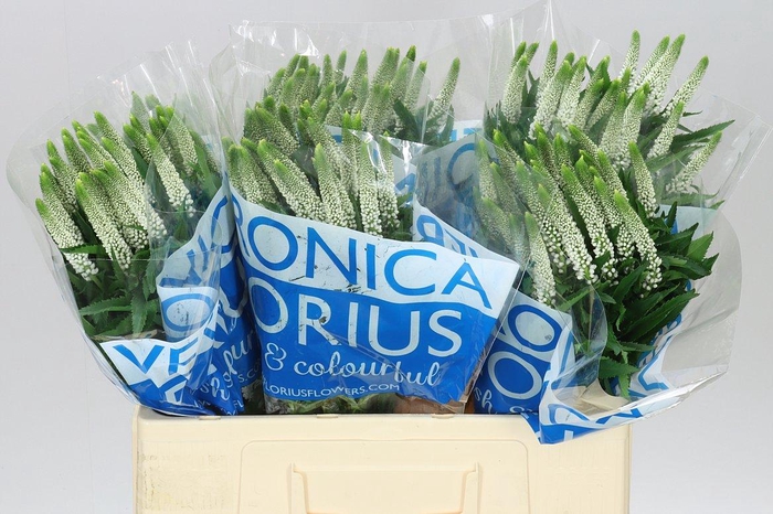 <h4>Veronica Smart Luna White X 25</h4>