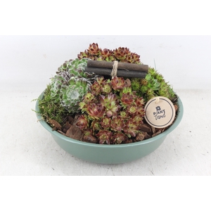 arr4 Semp PL - Zink groen kl. Los