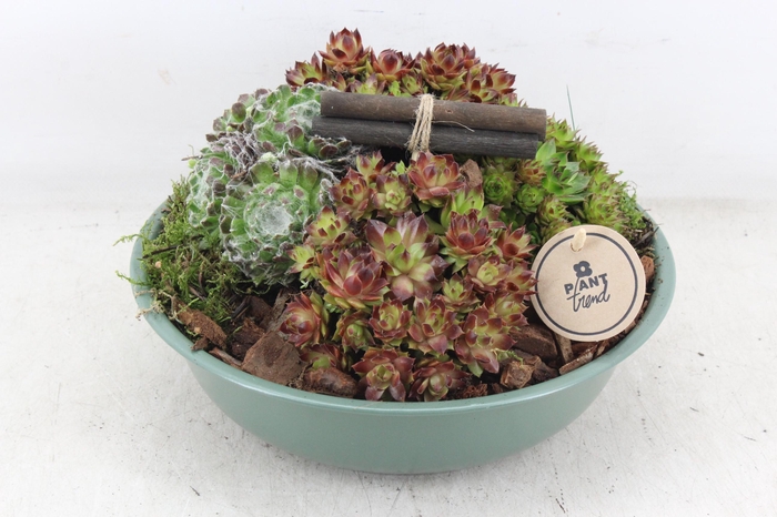 <h4>arr4 Semp PL - Zink groen kl. Los</h4>