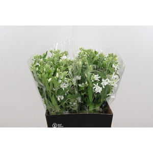 Oxypetal Alba