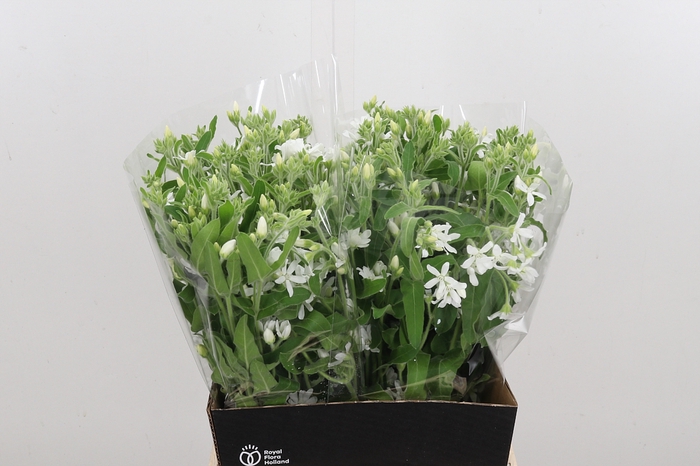 <h4>Oxypetal Alba</h4>