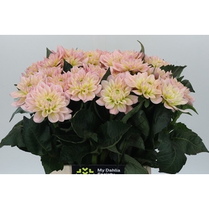Dahlia DE 'Diana's Memory'