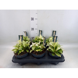 Philodendron  'Birkin'