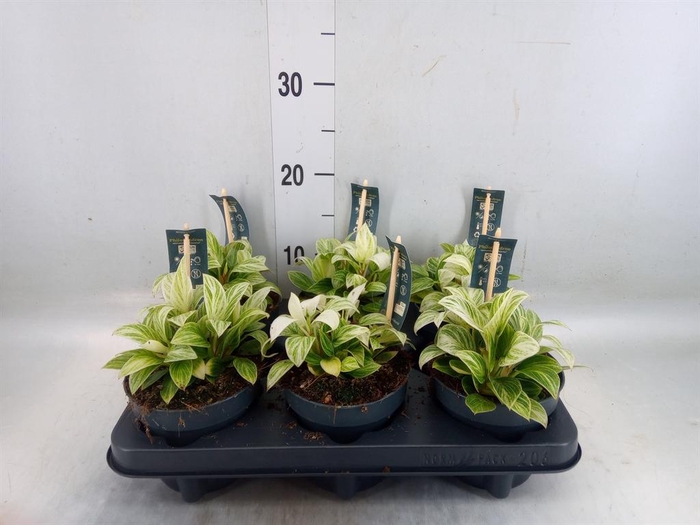 <h4>Philodendron  'Birkin'</h4>