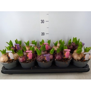 Hyacinthus orie. 'Pearl'  ...mix  3