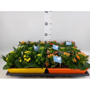 Kalanchoe blos.   ..EN mix