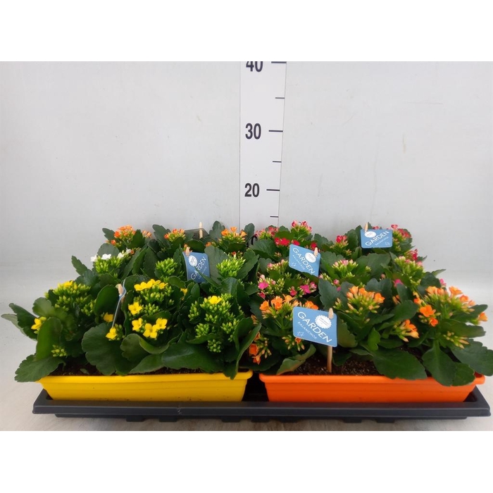 <h4>Kalanchoe blos.   ..EN mix</h4>
