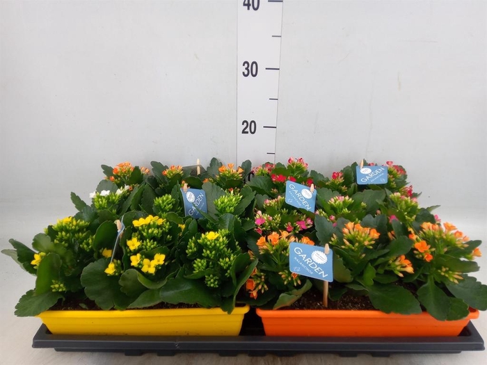 Kalanchoe blos.   ..EN mix