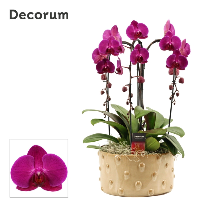 <h4>Belle cascade 3 tak symphony purple (Deco-collection)</h4>
