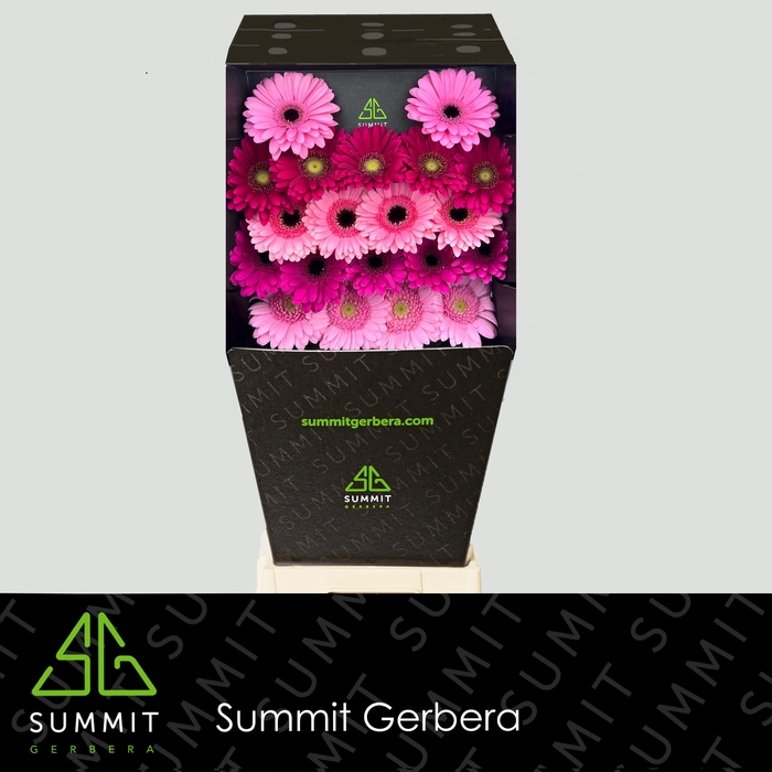 <h4>Germini Mix 3 kleuren Diamond</h4>