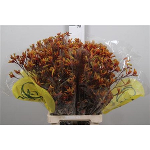 Anigoz Orange Velvet