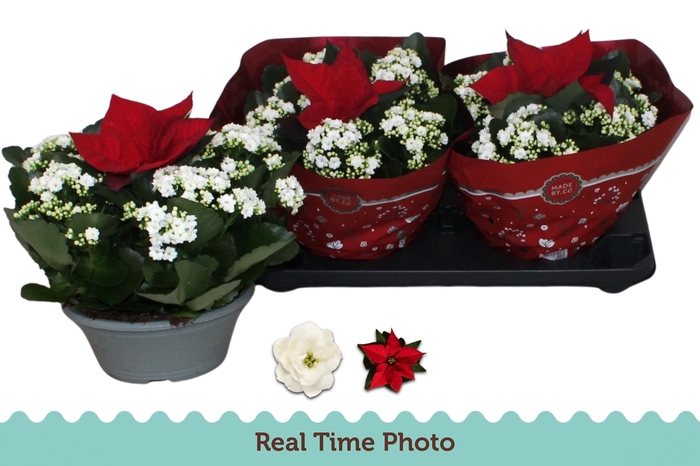 <h4>KAL GE WHITES WHITE</h4>