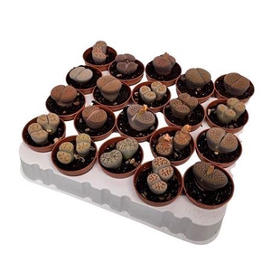 Lithops Mixcolors(living Stones)