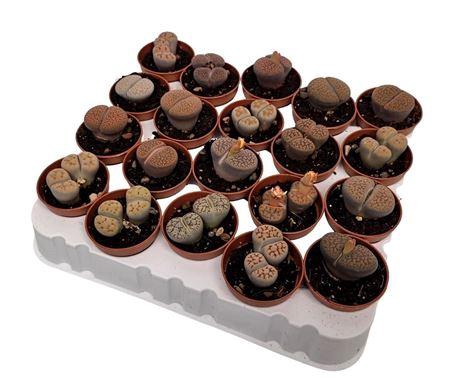 <h4>Lithops Mixcolors(living Stones)</h4>