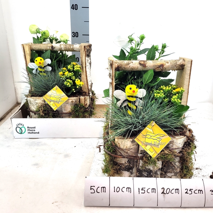 <h4>ARR TUINPLANTEN</h4>